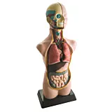 Model educativ trunchi uman, 49 cm, Multicolor