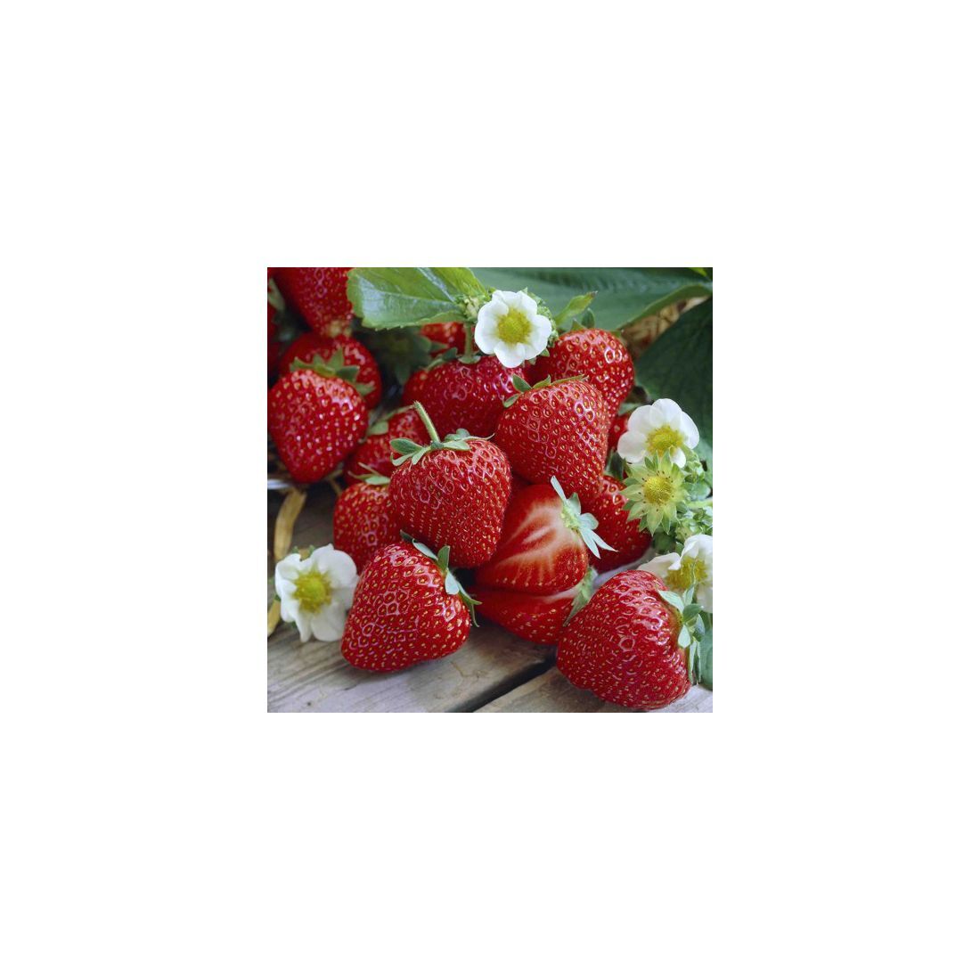 Set 20 servetele 33x33 cm, Strawberry