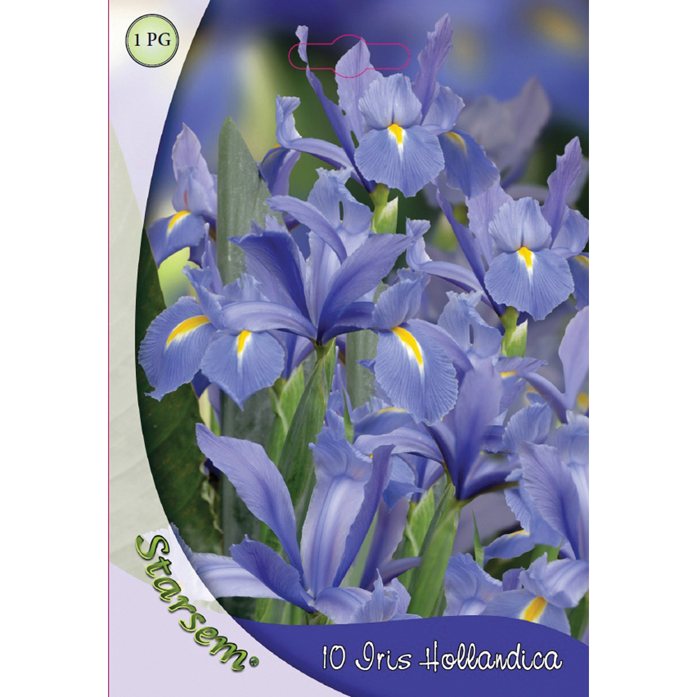Bulbi Iris albastru pitic