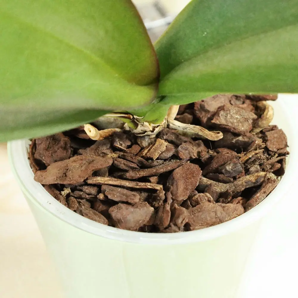 Substrat pentru Phalaenopsis Dr.Soil, 1 L