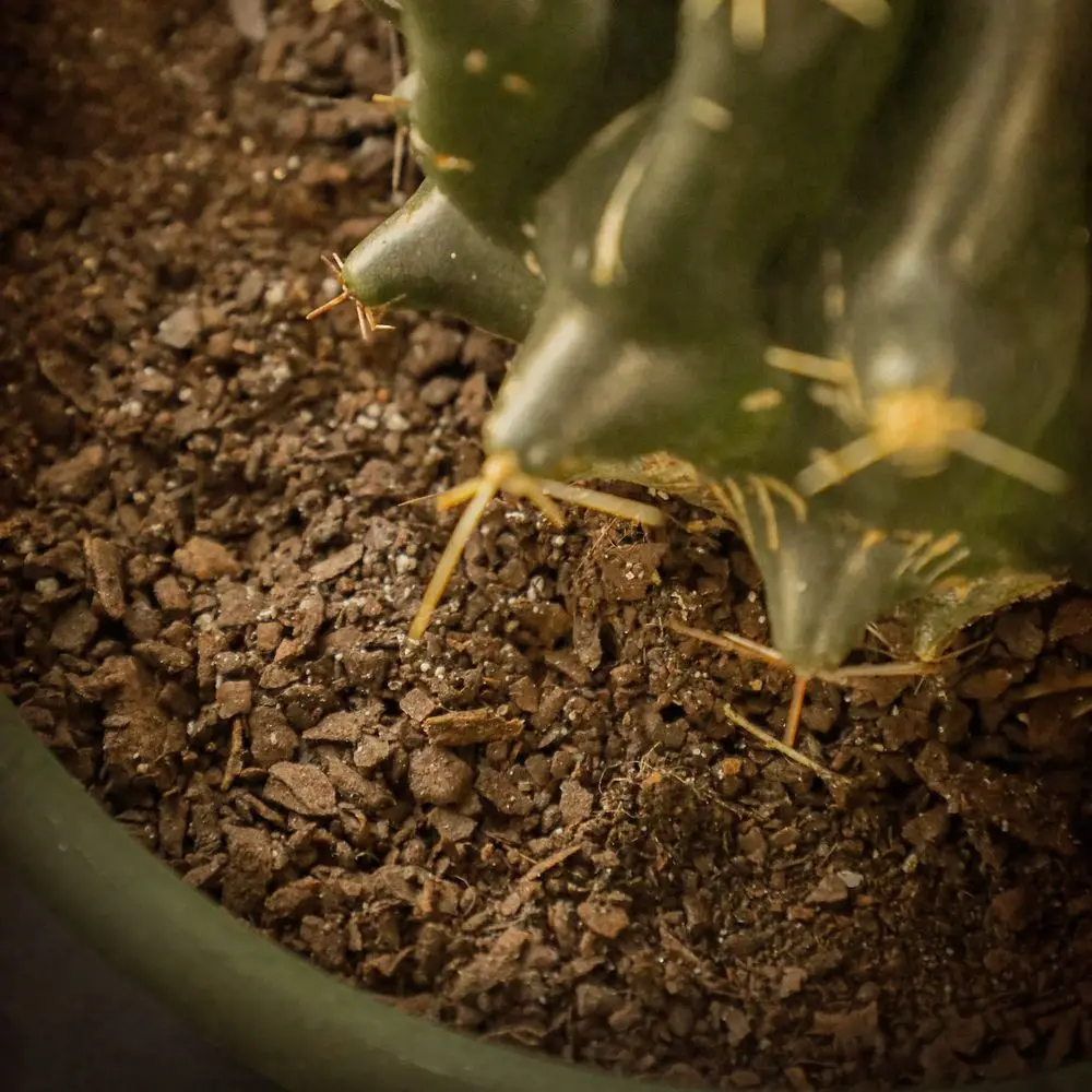 Substrat pentru cactusi si suculente Dr.Soil, 1 L