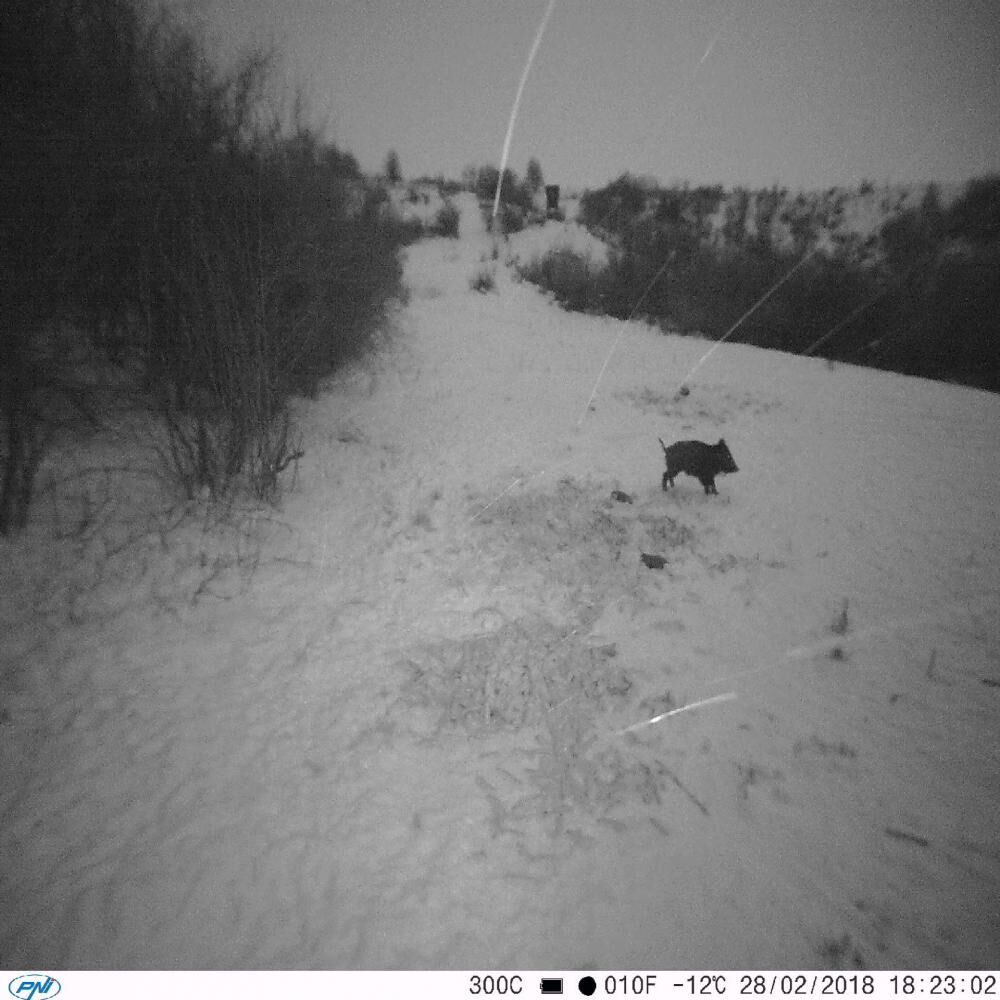 Camera vanatoare PNI Hunting 300C cu INTERNET 3G 12MP Night Vision transmite foto la detectie miscare, pe email, FTP, full HD 1080P, 56 leduri invizibile pentru animale